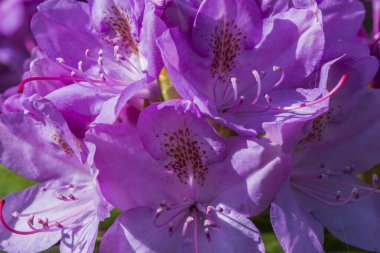 Baharda çiçek açan rhododendron manzarası. Güzel doğa geçmişi. 