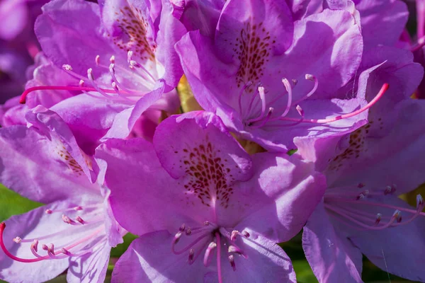 Baharda çiçek açan rhododendron manzarası. Güzel doğa geçmişi. 