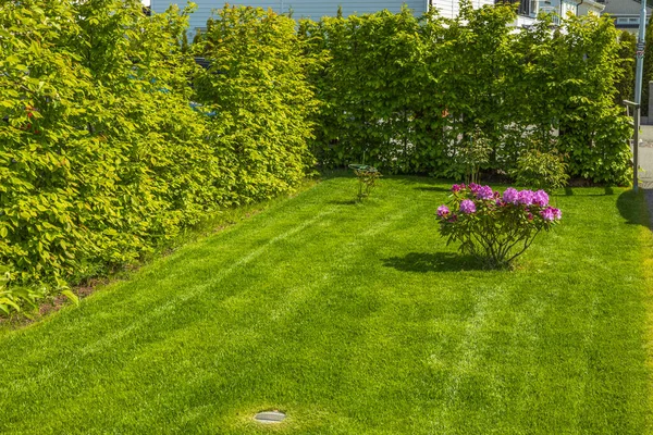 Hermosa Vista Del Paisaje Flor Rododendro Rosa Patio Delantero Casa — Foto de Stock