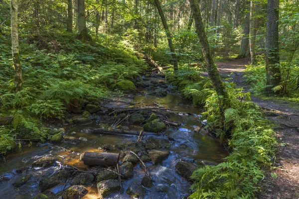 Prachtig Zomer Natuur Landschap Uitzicht Kleine Beek Groen Bos Zweden — Stockfoto