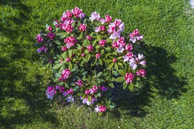 İlkbaharda çiçek açan rhododendron manzarasını kaybederiz. Güzel doğa geçmişi. İsveç.