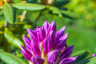 İlkbaharda çiçek açan rhododendron manzarasını kaybederiz. Güzel doğa geçmişi. 