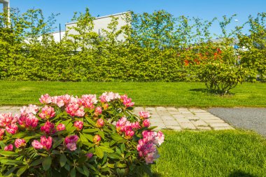 Çiçek açan pembe rhododendron çiçeğinin güzel manzarası. Bahçe işleri konsepti. İsveç.