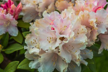 Çiçek açan pembe rhododendron manzarası. Güzel doğa geçmişi. 