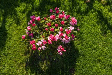 Baharda çiçek açan rhododendronların en üst görüntüsü. Doğanın güzel geçmişleri. İsveç.