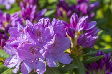 Çiçek açan pembe rhododendron manzarası. Güzel doğa geçmişi. 