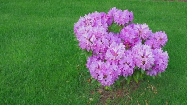 Hermosa Vista Sobre Arbusto Púrpura Rododendro Sobre Fondo Verde Grandes — Vídeos de Stock