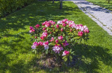 Çiçek açan pembe rhododendron çiçeğinin güzel manzarası. Bahçe konsepti