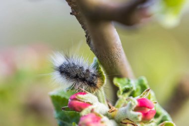 Çiçek açan elma ağacının dalındaki tırtılın makro görüntüsünü kapat.. 