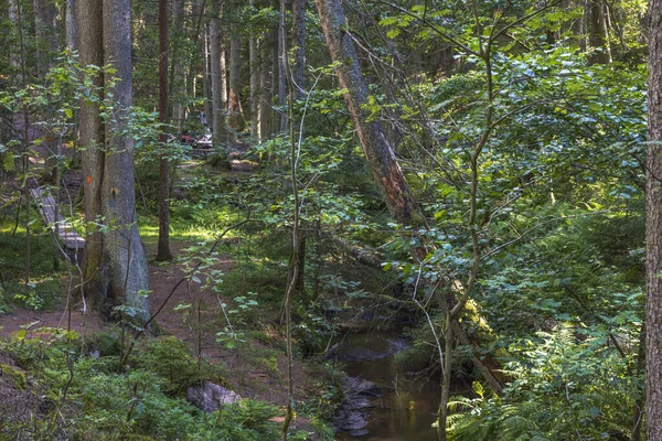 Vacker Sommar Utsikt Över Fjällnaturen Landskap Skogen Höga Gröna Tallar — Stockfoto