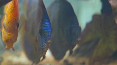 Close up view of colorful discus fish swimming in planted aquarium. Tropical fishes. Beautiful nature backgrounds. 