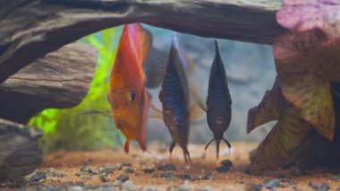 Close up view of colorful discus fish swimming in planted aquarium. Tropical fishes. Beautiful nature backgrounds. 