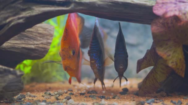 近景彩色铁饼鱼在种植水族馆游泳 热带鱼 美丽的自然背景 — 图库视频影像