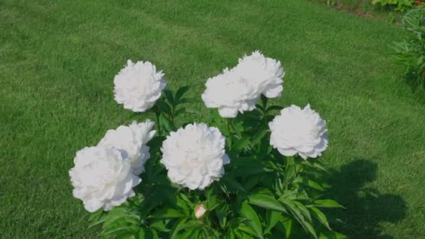 Prachtig Uitzicht Witte Pioenrozen Bloemen Tuinieren Concept Zweden — Stockvideo