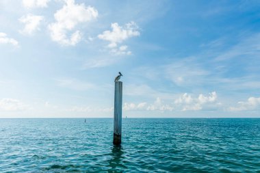 Kütüklerin üzerinde oturan Pelikan 'ın güzel manzarası. Turkuaz su ve mavi gökyüzü arka planı. Karayipler. Aruba. 
