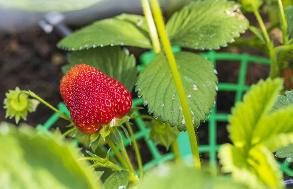 Makroaufnahme Der Niedlichen Roten Erdbeere Auf Einem Zweig Gartenkonzept Für — Stockfoto