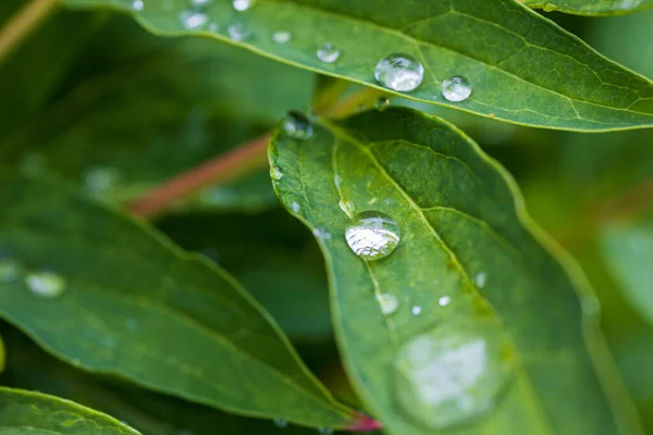 Hermosa Vista Cerca Gotas Agua Hojas Verdes — Foto de Stock