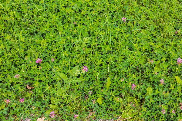 Bella Estate Sfondo Verde Natura Piante Verdi Con Fiori Rosa — Foto Stock