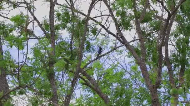 Bela Vista Duas Magpies Pulando Galhos Brincando Uns Com Outros — Vídeo de Stock