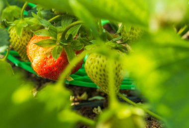 Güzel kırmızı ve beyaz çilekli bir dal parçasının makro görüntüsünü kapat. Yaz bahçıvanlığı konsepti. 