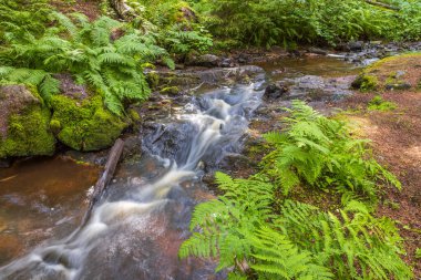 Ormandaki dağ manzarasının güzel yaz manzarası. Yüksek yeşil çam ağaçları ve yeşil ormanda küçük bir dere. İsveç.