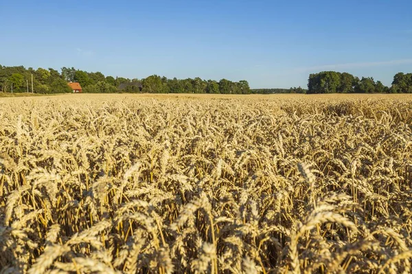 Bella Vista Sul Campo Grano Agosto Concetto Agricolo Svezia — Foto Stock