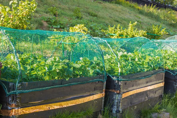 Liten Trädgård Plastkrukor Och Pallkragar Utsikt Över Jordgubbsplantor Pallkragar Med — Stockfoto