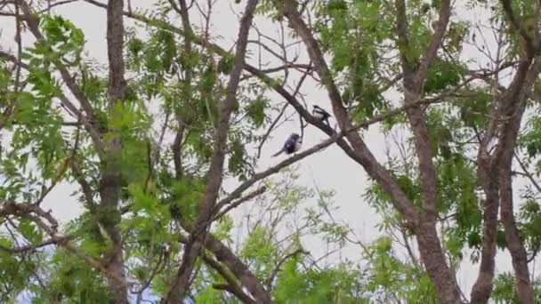 Prachtig Uitzicht Twee Eksters Die Takken Springen Die Met Elkaar — Stockvideo