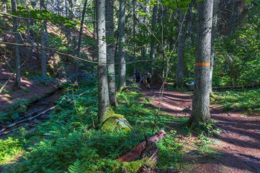 Güzel bir yaz manzarası. Yeşil ormanda küçük bir dere. İsveç.