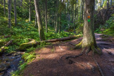 Güzel bir yaz manzarası. Yeşil ormanda küçük bir dere. İsveç.
