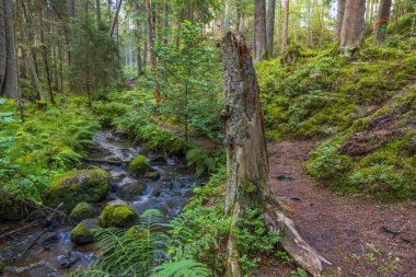 Güzel bir yaz manzarası. Yeşil ormanda küçük bir dere. İsveç.