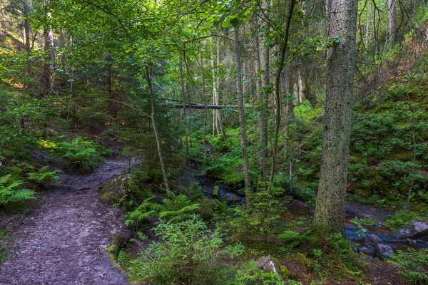 Prachtig Uitzicht Het Zomerbos Pad Tussen Groene Bomen Kleine Waterstroom — Stockfoto