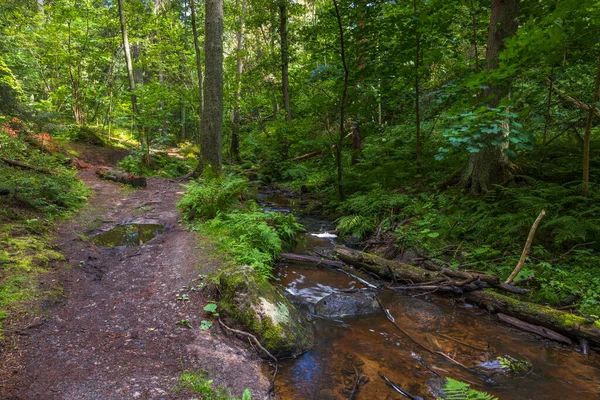 Prachtig Zomer Natuur Landschap Uitzicht Kleine Beek Groen Bos Zweden — Stockfoto