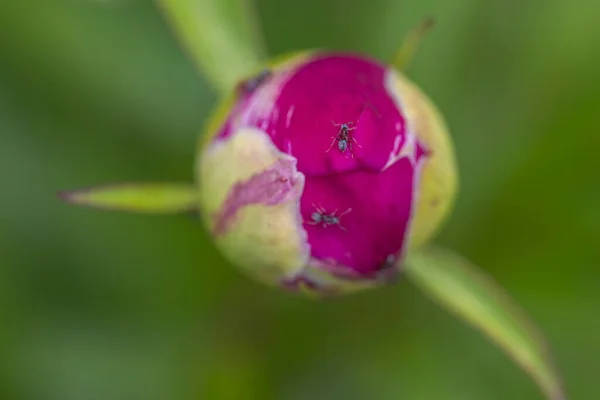 Close up macro view of pink peony bud. Gardening concept.