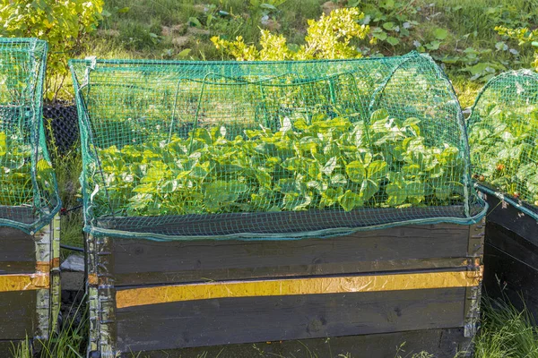 View Strawberry Plants Pallet Collar Watering System Protected Bird Netting — Stock Photo, Image