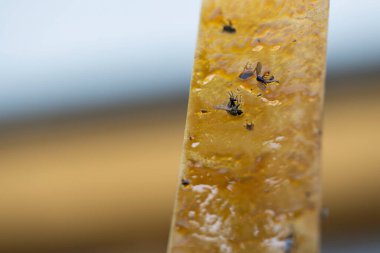 Sinek bandına takılmış farklı böceklerin yakın görüntüsü.