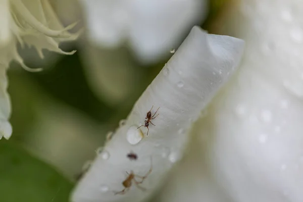 Belas Origens Natureza Vista Perto Das Formigas Gotas Chuva Pétala — Fotografia de Stock