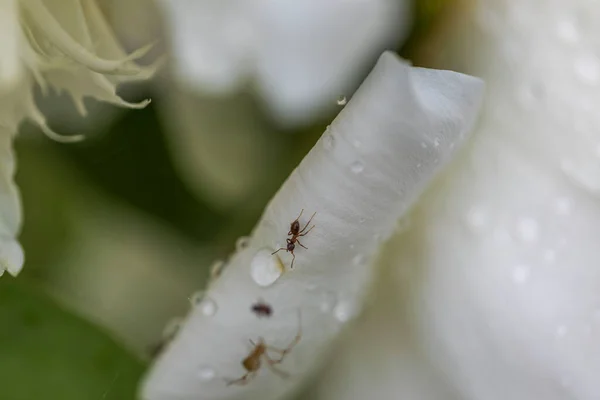 Beaux Milieux Naturels Vue Rapprochée Des Fourmis Des Gouttes Pluie — Photo