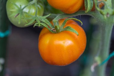 Close up view of red tomato in greenhouse. Organic food concept.