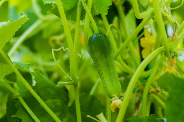 Gurken Aus Nächster Nähe Konzept Für Gesunde Ernährung Schöne Grüne — Stockfoto