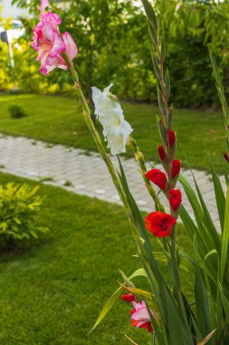 Arka planda izole edilmiş renkli gladiolus çiçeğinin görüntüsü. 