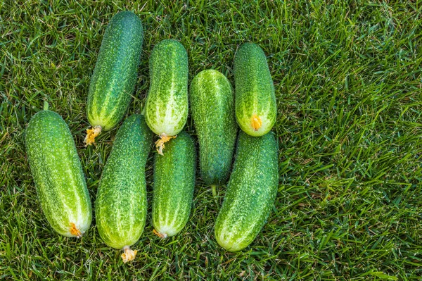 Close Zicht Oogst Van Komkommers Liggend Het Groene Gras Gezond — Stockfoto