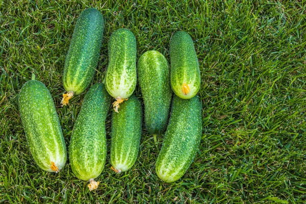 緑の芝生の上に横たわるキュウリの収穫のビューを閉じます 健康食品の概念 美しい緑の自然背景 スウェーデン — ストック写真