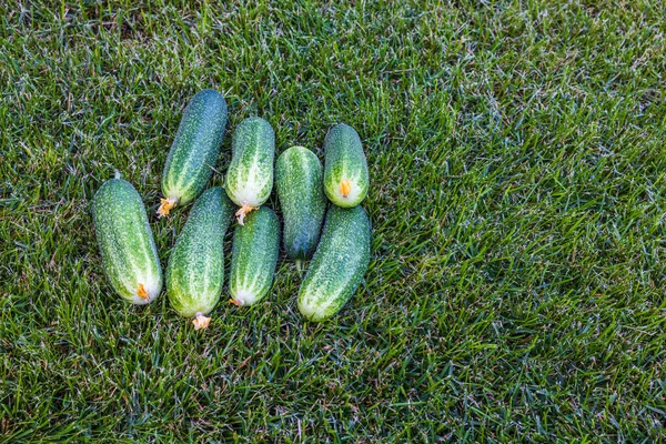 Blick Auf Die Gurkenernte Die Auf Grünem Gras Liegt Gesundes — Stockfoto