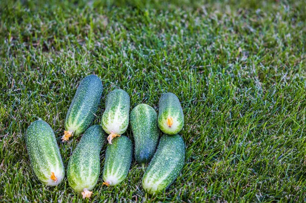 緑の芝生の上で新鮮なキュウリの美しい景色 スウェーデン — ストック写真