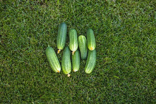 Prachtig Uitzicht Verse Komkommers Groen Gazon Zweden — Stockfoto