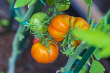 Seradaki kırmızı ve yeşil domatesin yakın görüntüsü. Organik gıda konsepti.