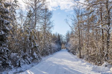 Muhteşem kış doğa manzarası. Köy yolu kıvrımları ve buzlu orman ağaçları. İsveç.