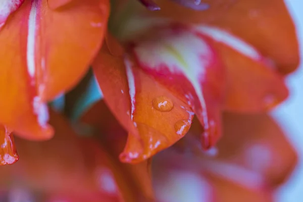 Nahaufnahme Der Makroaufnahme Einer Roten Gladiolenblüte Mit Regentropfen Schöne Hintergründe — Stockfoto