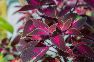 Odun tabanlı her zaman yeşil olan Plectranthus scutellarioides tropikal çiçeğinin üst görüntüsünü kapat. 